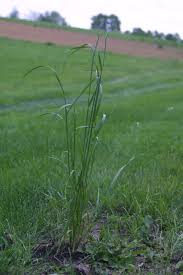 Image result for Lolium multiflorum