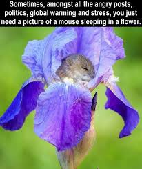 I just want flowers meme. Pin By Syklain On Animals Cat Quotes Funny Sweet Memes Cute Funny Animals