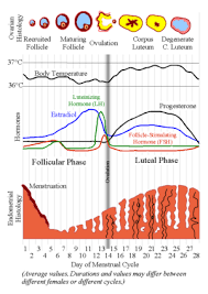 Menstrual Cycles The Real Truth Ovatel