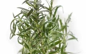 فوائد زيت اكليل الجبل المركز للشعر Herbs Thyme Rosemary For Hair