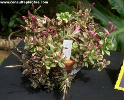 Image result for Anacampseros subnuda