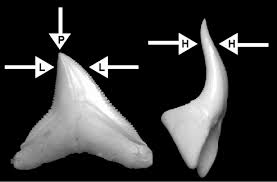Pepperlonely 20 pc mako shark teeth for making shark. 3 Loading Regimes Illustrated On Bull Shark Tooth Carcharhinus Download Scientific Diagram