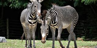 Image result for zebra