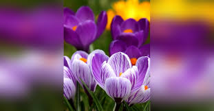 Obituary information for Florence V. Hinshillwood