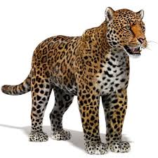 Jaguar 3d Models Zhivotnye Tigr Dizajn