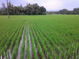 Profile for Nellaiyil Velanmai - நெல்லையில் வேளாண்மை