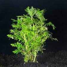 Water Wisteria Hygrophila Difformis That Fish Place Live Aquarium Plants Planted Aquarium Water Plants