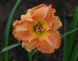 Although daylilies can certainly hold their own in the garden and provide color all. Peach And Apricot Daylilies