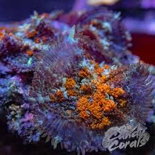 I am accepting reasonable offers. Mushrooms Page 2 Candy Corals