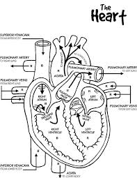 Keep your kids busy doing something fun and creative by printing out free coloring pages. Faerlmarie Coloring Pages 32 Human Heart Coloring Pages