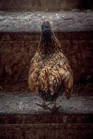 pin by allana on brown s country farm pet birds animal photography animals