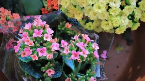 Hence, the succulent is a prevalent plant of choice in many dry climates. Royalty Free Kalanchoe Photos Free Download Pxfuel