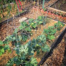 Check spelling or type a new query. Pin By Robbie Smith On Garden In 2021 Growing Tomatoes Urban Garden Growing Tomato Plants