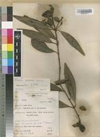 Image result for Avicenniaceae