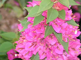 Bougainvillea are popular ornamental plants in most areas with warm climates, such as florida and south carolina,5 and across various species of bougainvillea are the official flowers of guam (where it is known as the puti tai nobiu);10 lienchiang and pingtung. Bougainvillea Torch Glow Elgin Nursery Tree Farm Phoenix Az