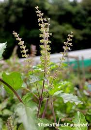 Image result for Ocimum lamiifolium