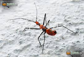 Assassin Bug Insect Identification