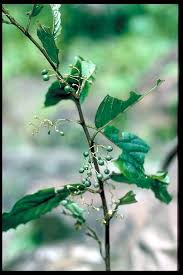 Image result for Maesa lanceolata