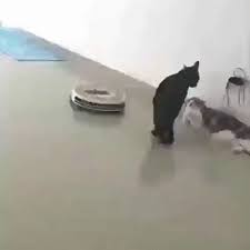 Jumpscare Gif Cute Animals Jumpscare Funny Animals