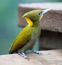 Bird With Yellow Stripe On Head Yellow Naped Woodpecker Such A Pretty Bird Birds Woodpecker Beautiful Birds