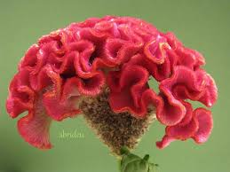 Celosia Cristata Via Flickr For Free Seeds Send Sase To Grote Cockscombs 819 Santa Fe Weatherford Tx 76086 Www Co Unusual Flowers Strange Flowers Flowers