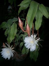 Pin On Plants
