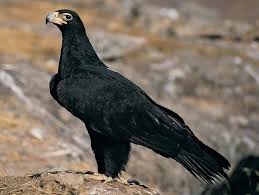 Its scientific name is canis and a binomial name is canis lupus. National Animal Of Germany Einfon
