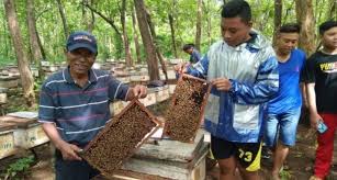 Minum satu sachet ( 2 kapsul ) obat urat madu memakai air putih biasa 30. Cegah Corona Dengan Ramuan Madu Campur Lemon