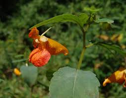Image result for Impatiens psychadelphoides
