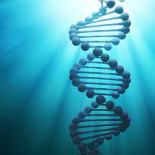 Dna contains instructions on how to make proteins in the body how does the role of rna differ from that of dna? The Biological Building Blocks Cancerquest