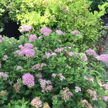 Image result for Spiraea japonica ´Little Princess