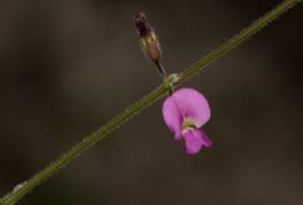 Image result for Tephrosia lupinifolia