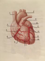 Some would even say that this is probably one of the essential parts of the body. Anatomy Of Heart Quiz Anatomy Drawing Diagram
