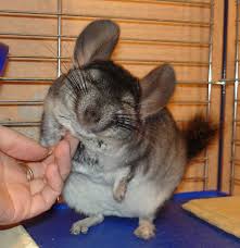 Not By The Hair Of My Chinny Chin Chin Gif Not By The Hair Of My Chinny Chinchilla Cute Animals Animals Baby Animals