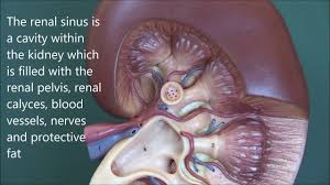 It contains the renal hilum and is borde. Renal Anatomy 2 Macroscopic Structure And Blood Vessels Youtube