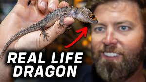 The Largest Gecko in the World is Extinct...Or Is It?