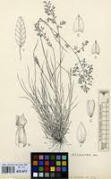 Image result for Eragrostis schweinfurthii