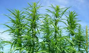 Image result for industrial hemp
