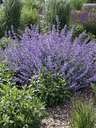 Staudenfoto Zu Nepeta Faassenii Walkers Low Katzenminze Katzenminze Pflanzen Kolibri Pflanzen