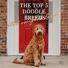 See more of poodle doodle on facebook. Poodle Doodle Recipe Handstanding Dog Gingerdoodle Instagram Keeping Weight On Some Dogs Especially Some Of Our Picky Eaters Can Be A Bit Of A Challenge At Times