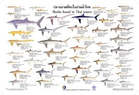 Identification Materials On Sharks Cites