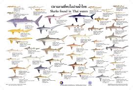 identification materials on sharks cites