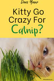 How Does Catnip Affect Cats And Is It Safe For Them To Eat Catnip Cat Care Tips Cat Care