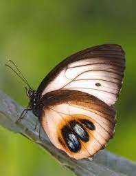 Pin De Alejandra Gonzalez Bernal En Butterfly Mariposas Bonitas Bellos Insectos Mariposas Exoticas