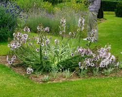 Image result for Berkheya