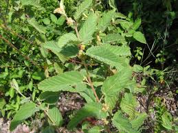 Image result for Waltheria indica