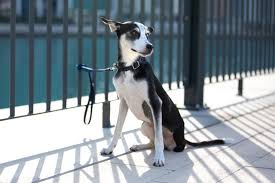 However, you can modify this depending on your pet's breed, size, eating habits, physical condition, and even your time. Dubai S Coronavirus Lockdown Faqs Expatwoman Com