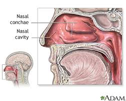 The nasal cavity also contains structures to detect chemical odorants and resonate the voice. Nasal Anatomy Medlineplus Medical Encyclopedia Image