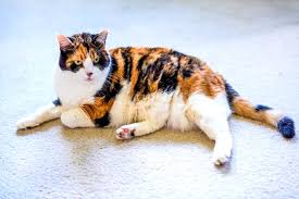 Disi Kedi Kizginlik Donemi Davranislari Ve Doguma Hazirlik Wikiloji