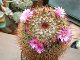 This cactus can grow to over 12 tall and 4 thick. My Mammillaria Spinosissima Red Headed Irishman In Pretty Pink Flower Youtube